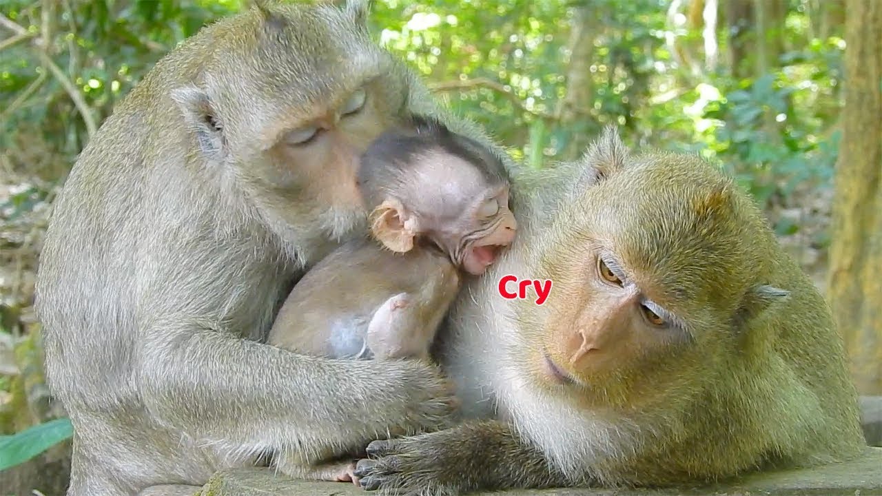 Poor baby Lola short cry when mom Leyla deny milk - My sweet girl cry can't find milk