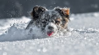 Funny Puppies Sliding and Playing in Snow Compilation [NEW] by TheCutenessCode 5,610 views 9 years ago 3 minutes, 41 seconds