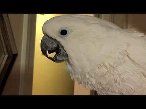 cockatoo-pretending-to-be-a-cat