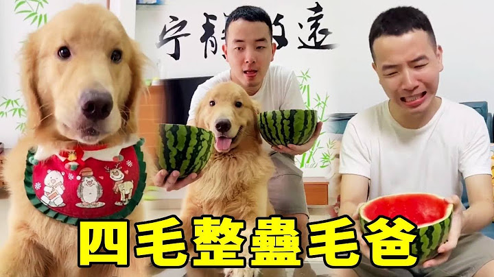 四毛整蠱毛爸！為了報毛爸不讓看手機的仇，四毛苦心設計搞得毛爸氣急敗壞...【起错名的四毛】