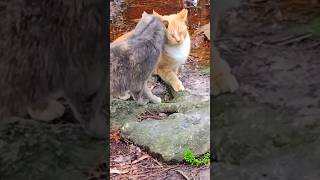 Aww Mama & Her Forever Kitten ? Orange Tabby & Tortie shorts