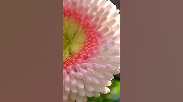 Thumbnail of Guten Morgen Sonnenschein - Frühlingserwachen in makro
