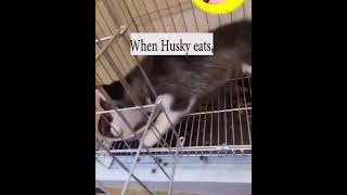 Take it easy 😅 | Husky dogs #viral #shorts