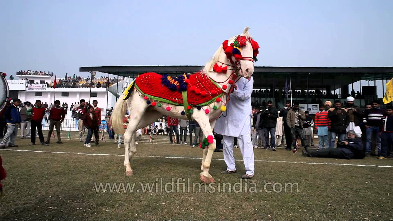 Dance performance by a horse in Kila Raipur