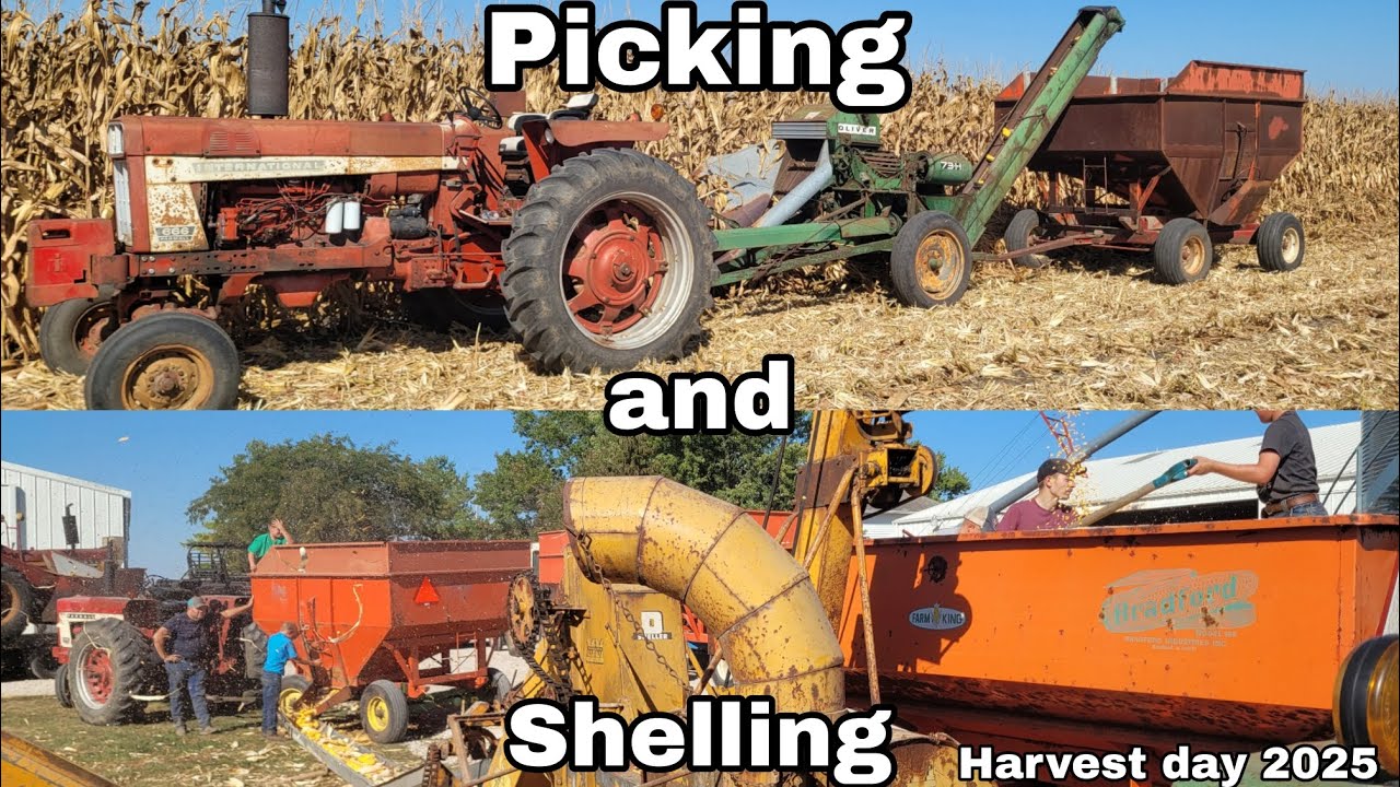 Сбор, комбайнирование и лущение кукурузы с помощью старинного сельскохозяйственного оборудования....