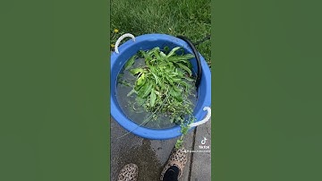 Weed tea as a natural fertilizer.