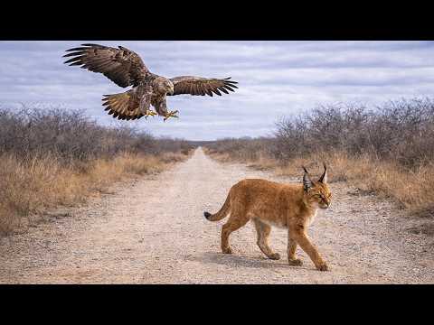 This eagle made a HUGE mistake attacking a caracal !!