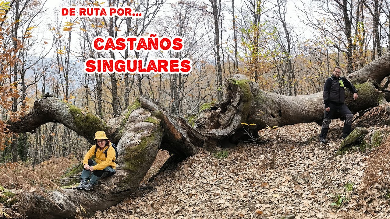 Descubre los Castaños Singulares del Valle del Jerte