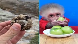 Funny/Cute Animal Videos Try Not To Laugh 16 🤣🐶🐵 by New Level Creation 12 views 1 year ago 2 minutes, 6 seconds