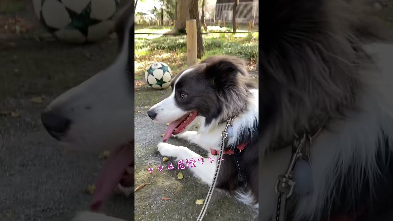 サッカーボール恐怖症だけどニセモノは平気なレイくん ボーダーコリー Shorts Youtube