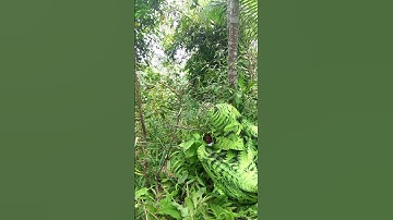 Penyamaran Mikat Burcil Di Sambar Burung Prenjak #birds #shorts #darafamilychannel