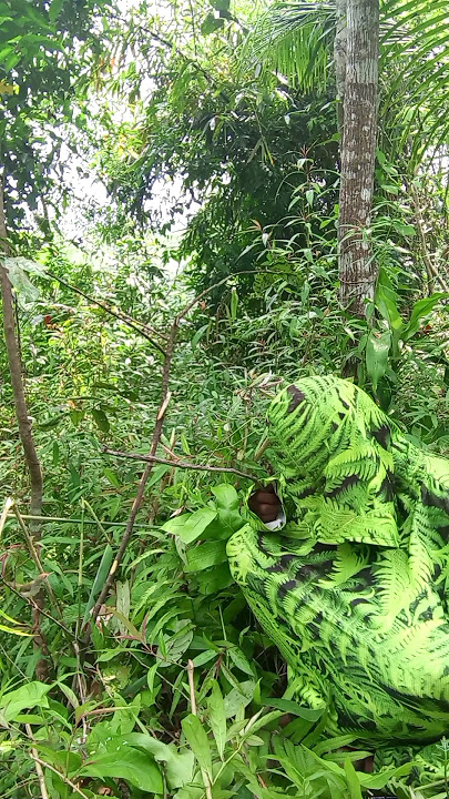 Penyamaran Mikat Burcil Di Sambar Burung Prenjak #birds #shorts #darafamilychannel