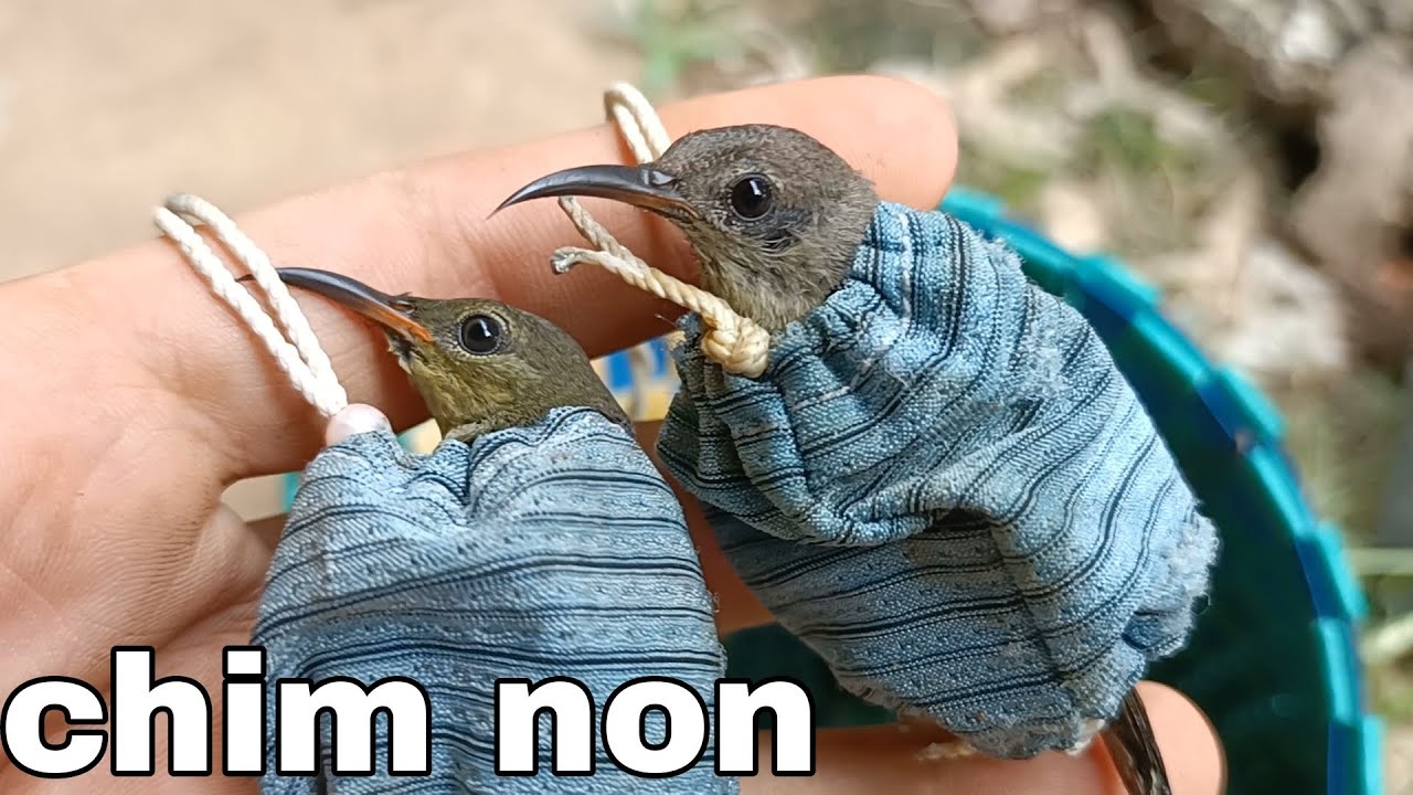 Bẫy Chim Hút Mật | Cách Phân Biệt 7 Màu Non Chưa Trổ