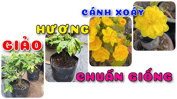 Giảo hương cánh xoáy chuẩn giống| 0386569374 - Ngọc Ngân Bến Tre | Chuyên cây độc lạ