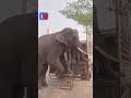 😉 Smart work #Hathi mere saathi