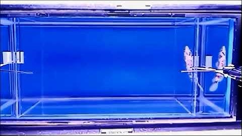 Robotics-based platform to study anxiety response in zebrafish