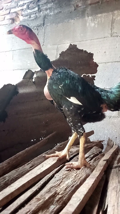 ayam leher gundul #shorts #kenjzipetualang #kenjzifarm
