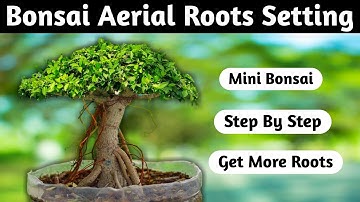 Mini Bonsai Aerial Roots Setting