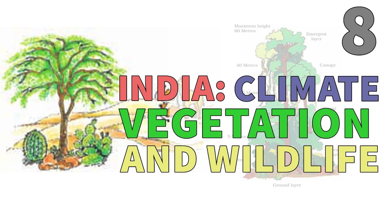 India Climate Vegetation And Wildlife Ncert Class 6th Geography India Climate Vegetation And Wildlife Ncert Class 6th Geography