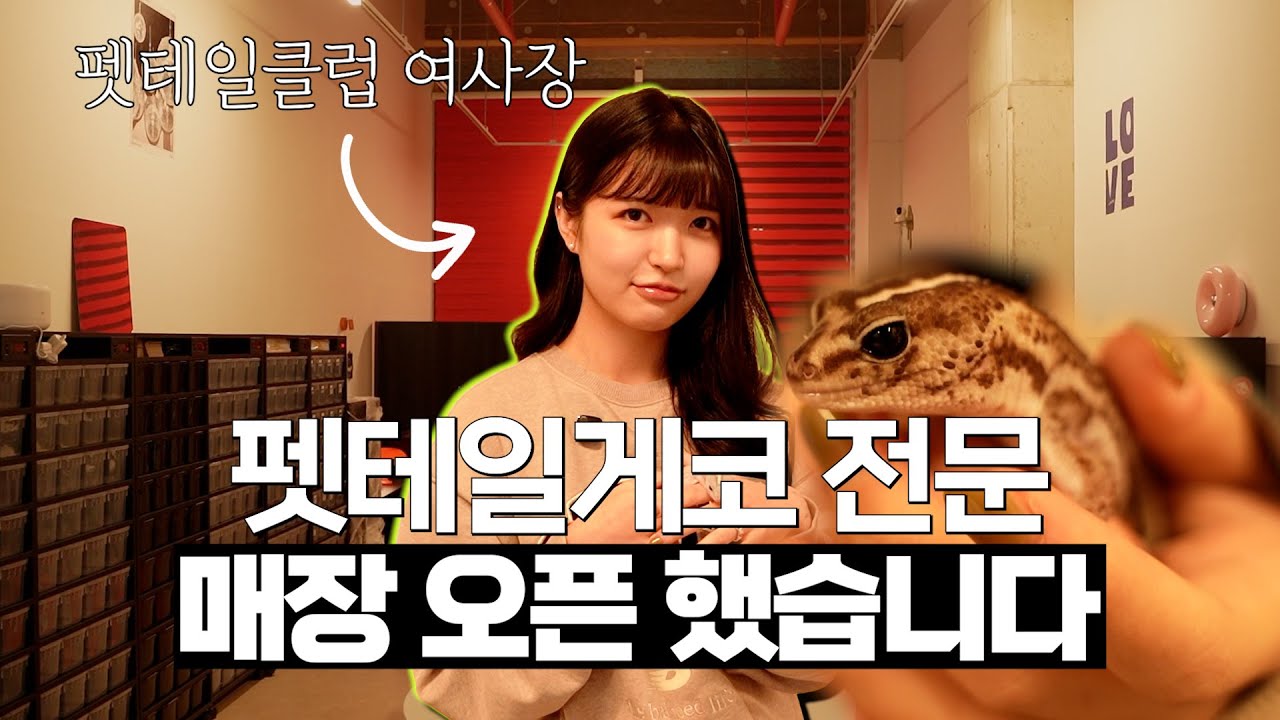 인천 첫 펫테일게코 전문 샵, 드디어 오픈했습니다!!