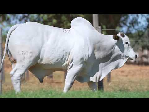 LOTE 158 - B 221