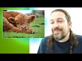 Você vai aprender a gostar de vacas com este vídeo