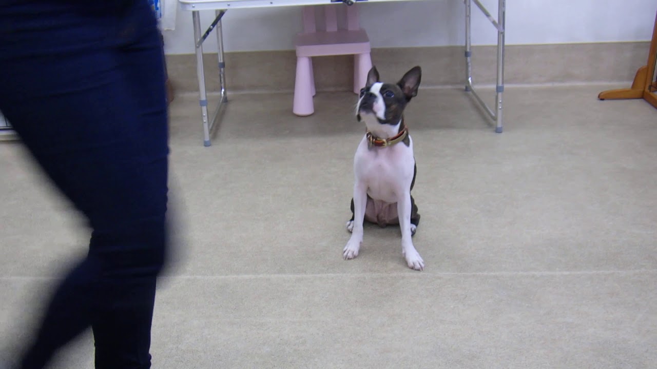 犬の幼稚園 アポロくんとトレーニング Youtube 犬の幼稚園 アポロくんとトレーニング Youtube
