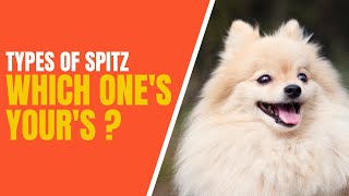 10 Types of Spitz Dogs : How to Identifying Them!