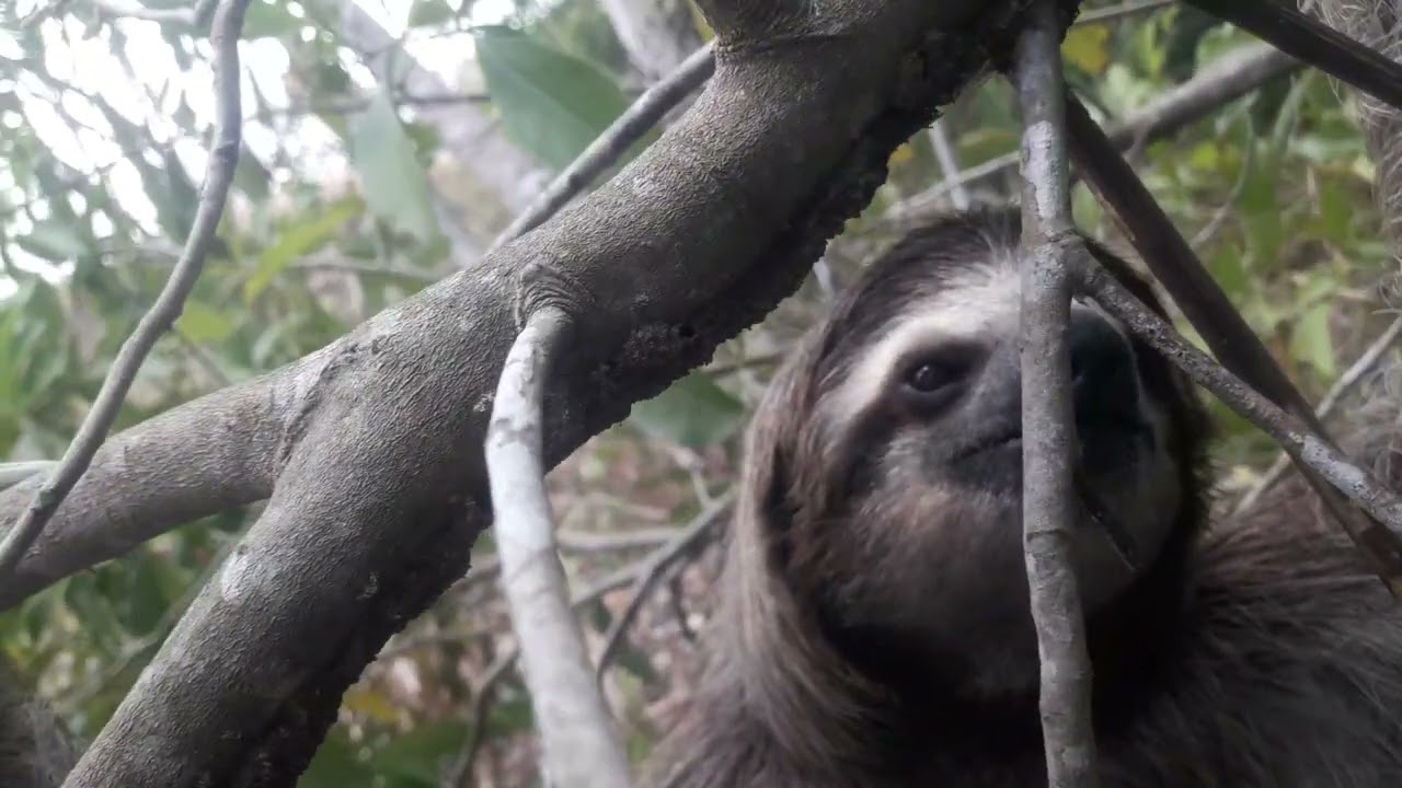 insectos alados y variedades, Oso perezoso.