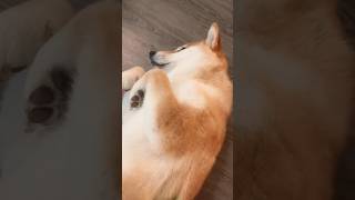 Brushing a Shiba (That’s the Spot!) #shibainu #shiba #grooming