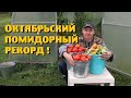 Собрали САМЫЙ БОЛЬШОЙ урожай помидоров!