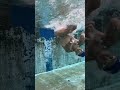 【水泳】プロスイマーのクイックターン#shorts