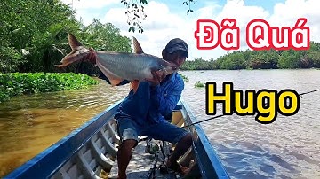 Câu Cá Tra Sông " Lần Đầu Tiên Lên Hugo Rung Cả Tay Chân [VũTrầnTV]