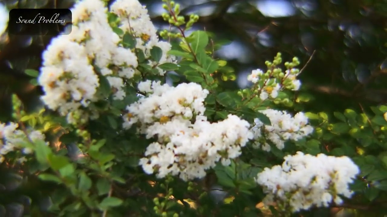 iZonix Pro Series 2.2x High Definition AF Telephoto Lens Video & Slideshow on 2024/06/11