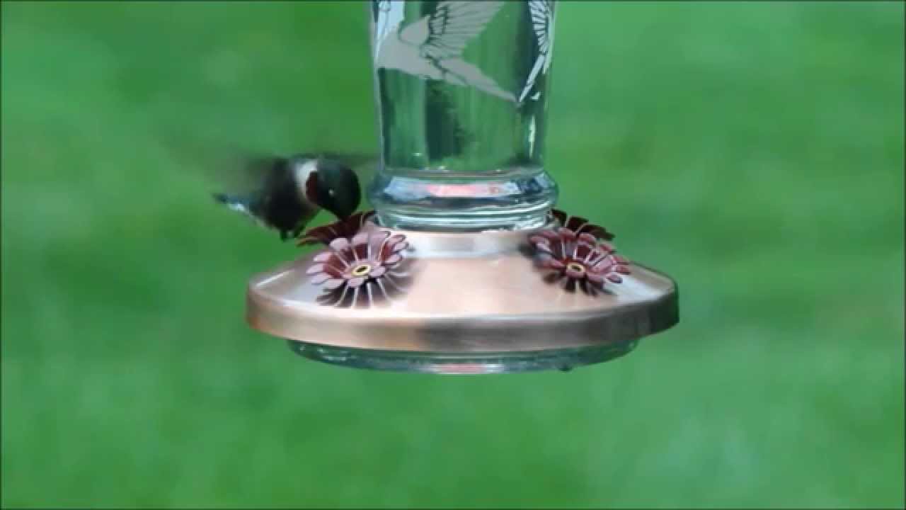 Solar Lighted Color Changing Copper & Glass Hummingbird Feeder Day ...