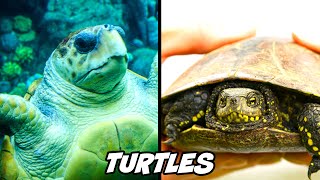 10 FACTS ABOUT... TURTLES