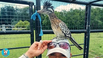 Deze kleine roadrunner werd vrijgelaten... maar hij weigerde te vertrekken