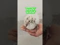 ytshorts #video # hindi # with # white # pigeon🕊️🕊️