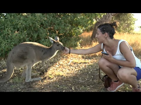 Vidéo: Le meilleur moment pour visiter Perth