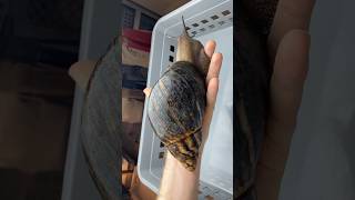 Giant African Snail Lifecycle