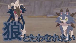 ポケモン剣盾 色違いのイワンコgetシーン切り抜き Youtube