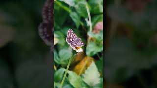 | Lost in Nature | Monsoon | Cinematic Macro Shots |