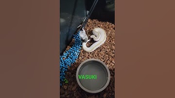 Bamboo Clown. #shorts #reptiles #ballpythonfeeding #ballpython #snake #animals #ballpythonbreeder