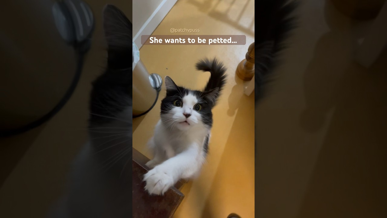 Cat wants to be petted 😊 shorts cats cutecats funnycats catlover