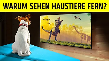 Was sehen Hunde Wenn Sie Fernsehen?