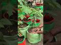 😱 Jamun Grafted Plant Fast Growth Secret in Plastic Bag! 🌱🍇 #shorts #jamunplant #javaplum #plantcare