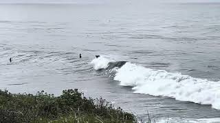 De Anza Santa Cruz Surfing and Dolphins Encounter