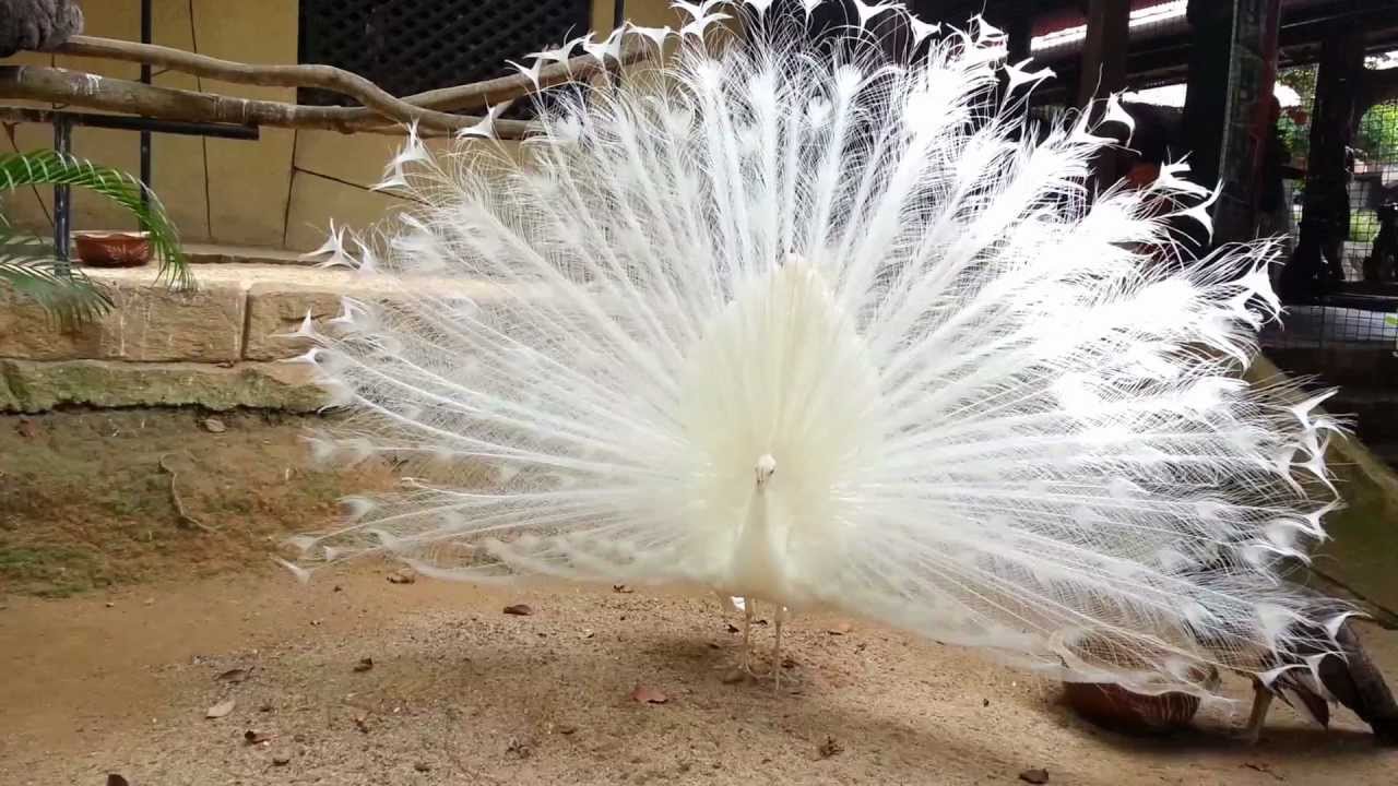 White peacock displaying (Mating behaviour) - YouTube