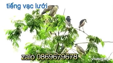 Tiếng Vạc Lưới Bản Chuẩn Mới Nhất Đánh Cạnh Tranh Kinh Tế 2025 Tiếng Đã Tes Bao Ae Đánh Hết Vụ