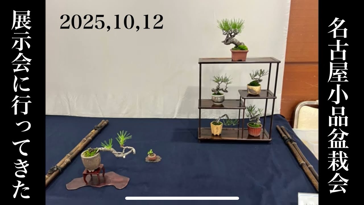420 名古屋の展示会に行ってきました。2025年10月12日 【小品盆栽